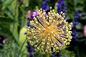 Drucke von Alle Zwiebeln (Allium sp.) globulärer Samenschuss Bilder Datiert 2005 Dezember: Zwiebelschale