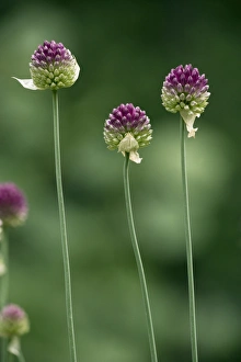Garden Flower Photography Drucke: Allium sphaerocephalon