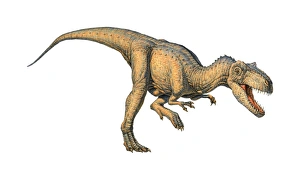 Allosaurus Dinosaur Drucke: Allosaurus dinosaur
