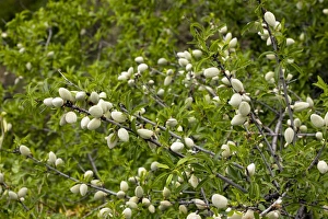 Bilder Datiert 2. Juli 2009: Kirschnüsse (Prunus dulcis) auf einem Baum