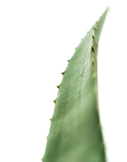 Algen-Vera-Lauftang