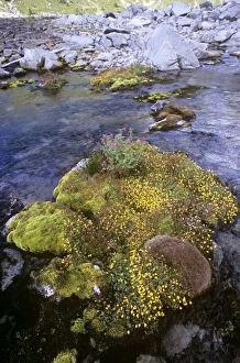 Rock Garden Plants Drucke: Alpine flora
