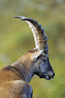 Capra Ibex Species Drucke: Alpine ibex C014 / 3045