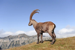Capra Ibex Species Drucke: Alpine ibex C014 / 3046