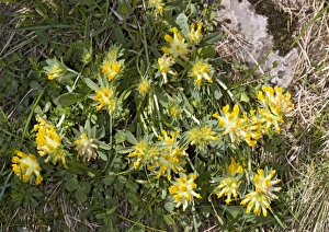 Tatra Mountains Poland Drucke: Alpine kidney vetch