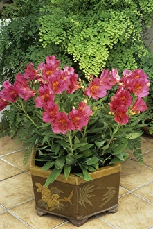 Houseplant Care Tips Drucke: Alstroemeria Princess Ruby
