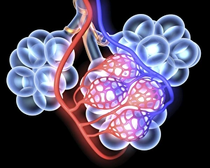 Respiratory System Diagram Drucke: Alveoli