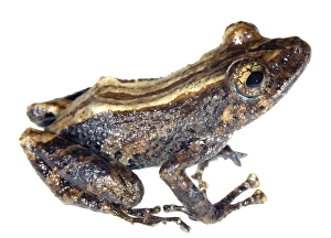 Ecuadorian Rainforest Animals Drucke: Amazon robber frog