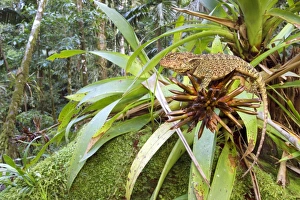 Bilder Datiert 12. Dezember 2012: Baumkralle von Amazon