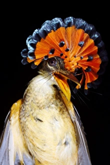 Amazon Basin Birds Drucke: Amazonian royal flycatcher