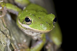 Grüner Frosch von Amerika