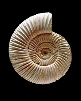 Bilder, datiert 2007: Ammonite