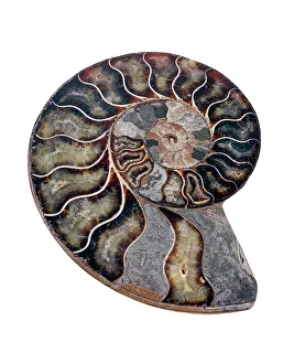Drucke von Ammonit. Poliertes, geschnittenes Ammonitfossil. Die Ammoniten sind ausgestorbene marine Insektenartigen Bilder Datiert 2007 August: Ammonite