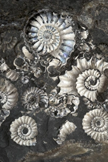 Ammonite Fossils Drucke: Ammonite Assemblage