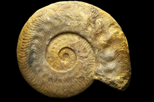 Ammonitopathologie