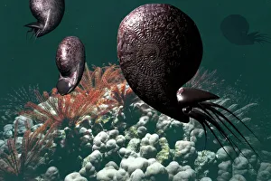 Ammonites