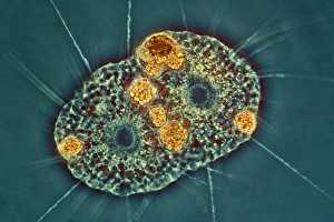 Light Micrograph Images Drucke: Amoeba protozoa, light micrograph C016 / 8607