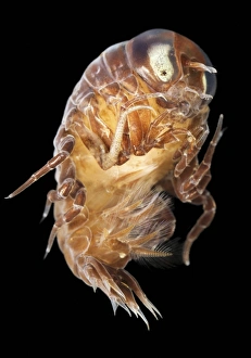 White Sea Marine Life Drucke: Amphipod
