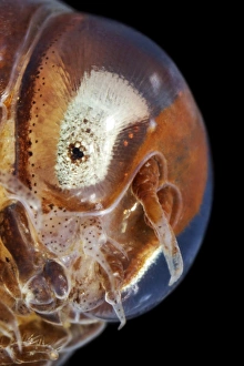 White Sea Marine Life Drucke: Amphipod head