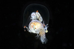 White Sea Marine Life Drucke: Amphipods inside a hydromedusa