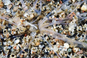 Polychaete Worms Drucke: Amphitrite worm