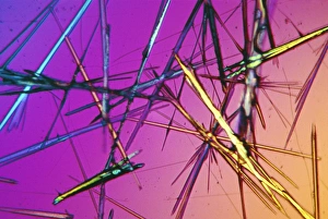 Polarised Light Microscopy Images Drucke: Ampicillin crystals