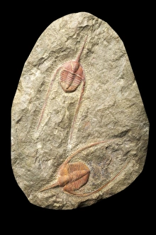 Drucke von Ampyx cf priscus Niederer Mitteljura Oberfezzouta-Formation Aït Zollî Drau-Tal Marokko Sammlung von Pete Lawrance Bilder Datiert 2013 Februar: Ampyx c.f Priscus