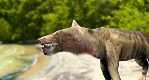 Drucke von Andrewsarchus: Künstlerische Darstellung des ausgestorbenen Vorzeit-Thieres Andrewsarchus mongoliensis Bilder Datiert 2006 Januar: Andrewsarchus