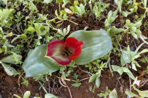 Bilder Datiert 25. März 2013: Androcymbium pulchrum