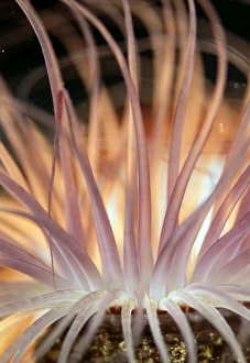 Papua New Guinea Marine Life Drucke: Anemone