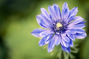 Anemones In Bloom Drucke: Anemone coronaria