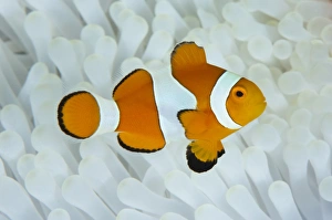 Amphiprion Ocellaris Species Drucke: Anemonefish in bleached anemone