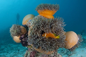 Marine Biodiversity Drucke: Anemonefish sheltering in anemone