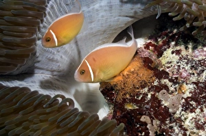 Anemonenfischlaichkörper