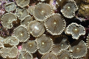 Indonesian Ocean Wildlife Images Drucke: Anemones