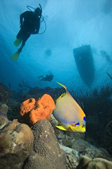 Coral Reef Fauna Drucke: Angelfish and divers