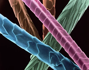 Scanning Electron Micrograph SEM Images Drucke: Angora wool