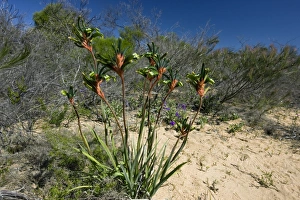 Australian Wildflowers Photos Drucke: Anigozanthos manglesii
