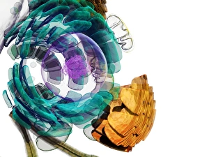 Endoplasmic Reticulum ER Drucke: Animal cell, artwork
