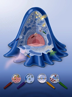 Cell Membrane Structure Drucke: Animal cell processes, artwork