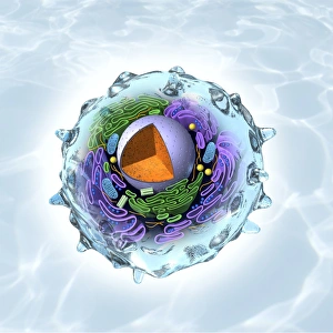 Animal Cell Structure Drucke: Animal cell structure, artwork