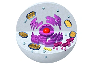 Mitochondria Energy Production Drucke: Animal cell structure, computer artwork