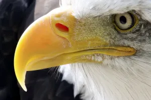 Tier Drucke: Australwürger