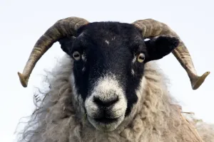 Scottish Wildlife Images Drucke: Black Faced Sheep