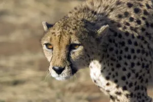 Tier Drucke: Cheetah
