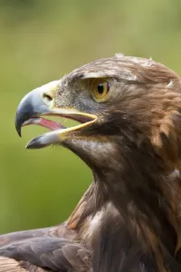 Golden Eagle Scotland Drucke: A Golden Eagle