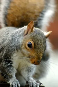 Animal Images Drucke: Grey Squirrel