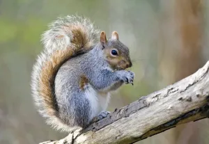 Animal Photography UK Drucke: Grey squirrel feeding