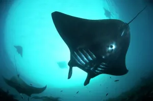 Tier Drucke: Mantarayen