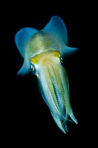 Sulawesi Indonesia Drucke: Reef squid